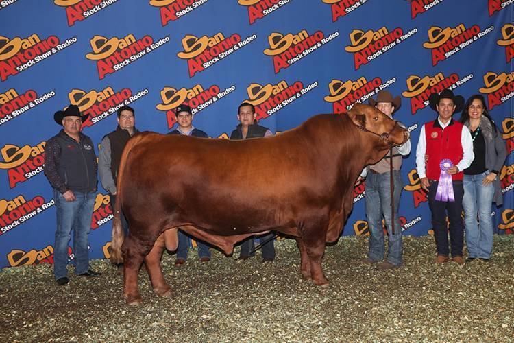 MBJ Dakota 201D8
Junior Champion / Campeón Joven
San Antonio Stock Show & Rodeo