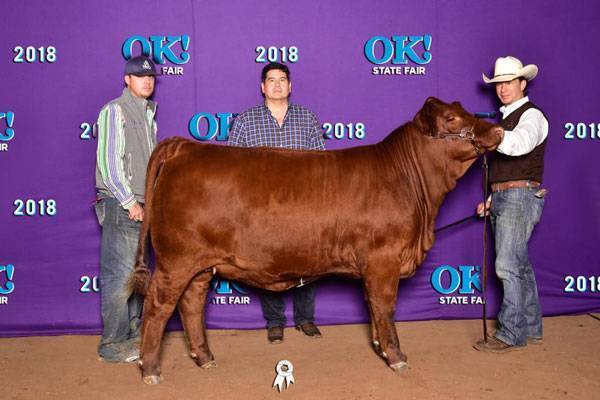 Campea Becerra - IBBA Western National Brangus Show at the State Fair of Oklahoma. Owned with Red Bud Farms
