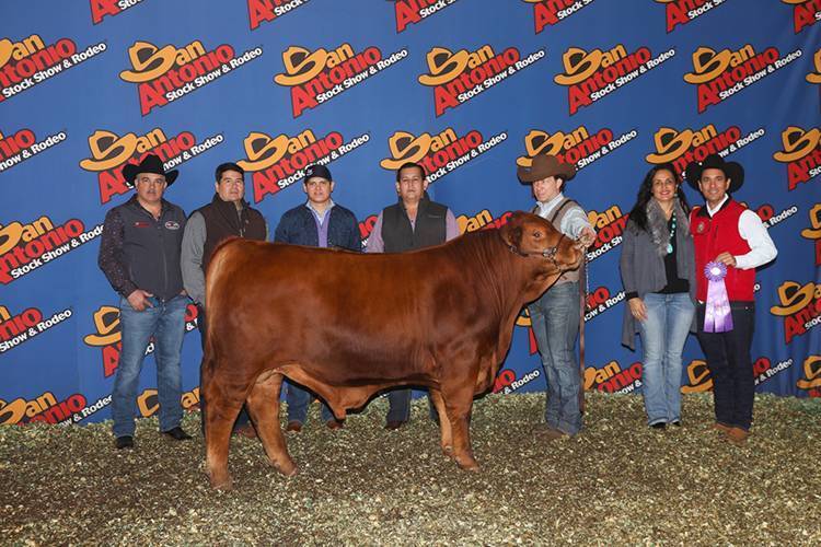 MBJ Red Fire 266F
Calf Champion / Campeón Becerro
San Antonio Stock Show & Rodeo