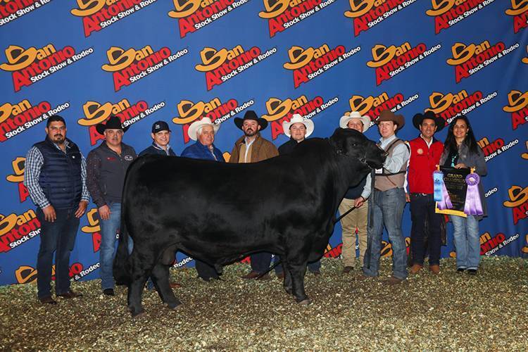 Mary A Dolar 294D
Grand Champion / Gran Campeón Brangus
San Antonio Stock Show & Rodeo