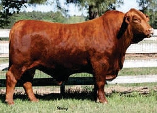 33A Legacys-Superman (Maternal Brother)