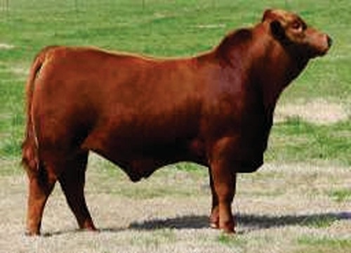 FERRARI PROGENY(SON OF FERRARI)