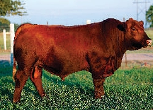 MBJ GRANT 77G (CORONEL SON)