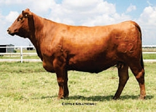 MBJ JOHNNY CASH (HOUSTON)