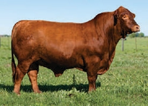 MBJ768C CONAN MBJ768C CONAN