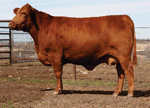 TANQUE DAUGHTER-TRIOS YELENA