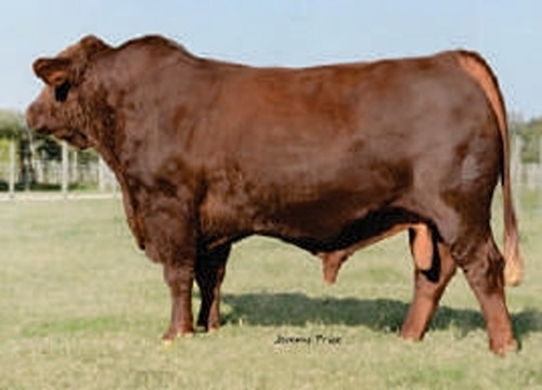 TRIOS CORONEL FULL BROTHER TRIOS YUCATAN