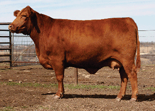 Tanque Daughter - TRIO's Yelena 175Y3 0214