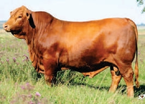 Tanque Son in Brazil A