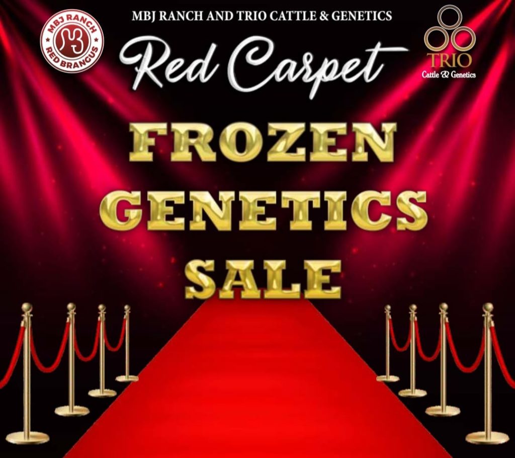 RED CARPET FROZEN GENETICS SALEMBJ Ranch – TRIO Cattle & Genetics