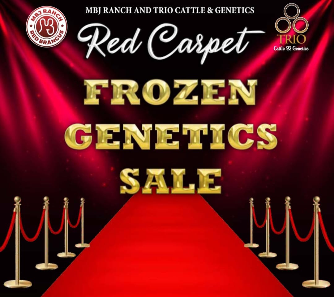 RED CARPET FROZEN GENETICS SALEMBJ Ranch – TRIO Cattle & Genetics