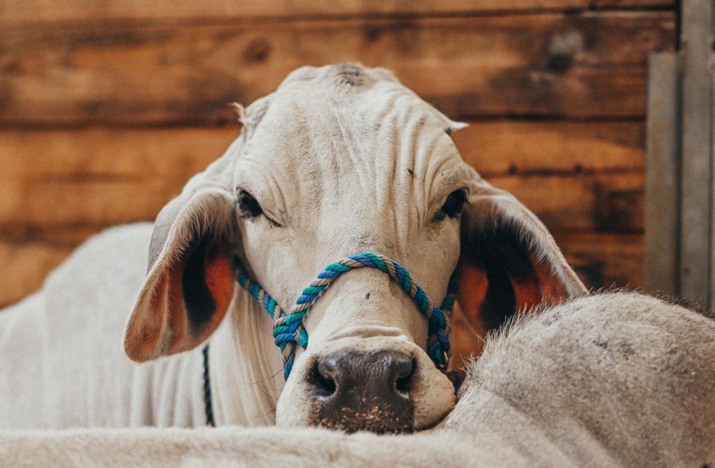 THE FLORIDA STATE FAIR OPEN BRANGUS SHOW – NATIONAL SOE SHOW