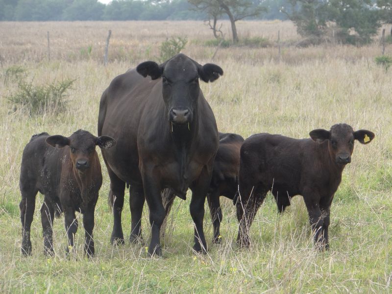 GENEPLUS AT CHIMNEY ROCK CATTLE CO. FALL 2023 SALE